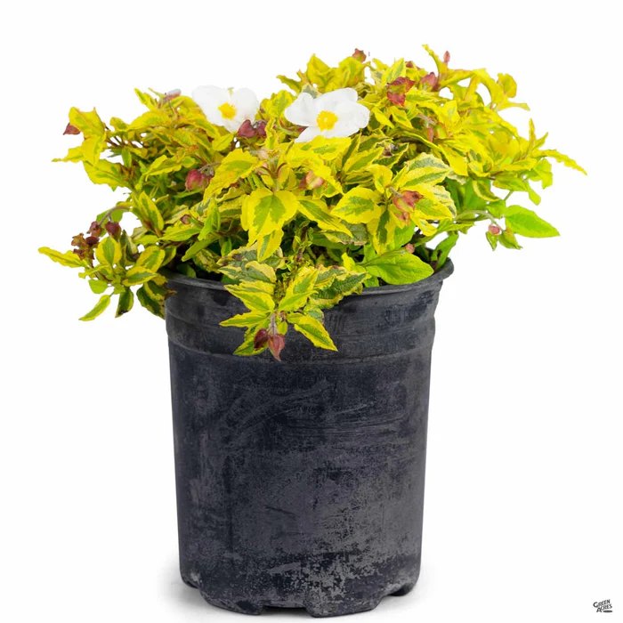 Rockrose ‘Mickie’