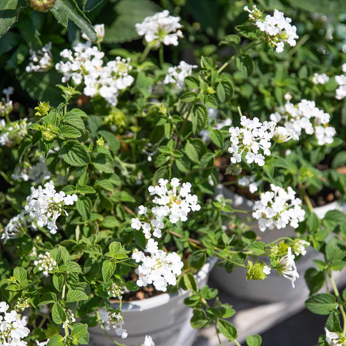 Lantana 'Trailing White'