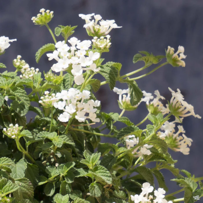 11-lantana-trailing-white-2.webp Lantana 'Trailing White'