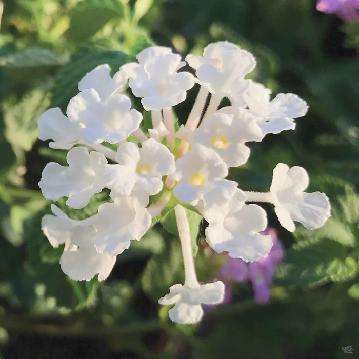 11-lantana-trailing-white-3.webp Lantana 'Trailing White'