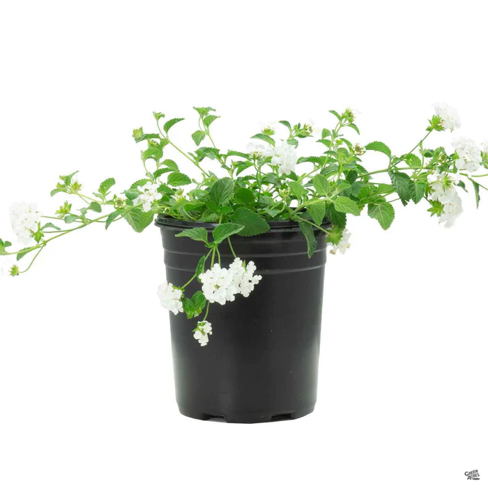 11-lantana-trailing-white-4.webp Lantana 'Trailing White'