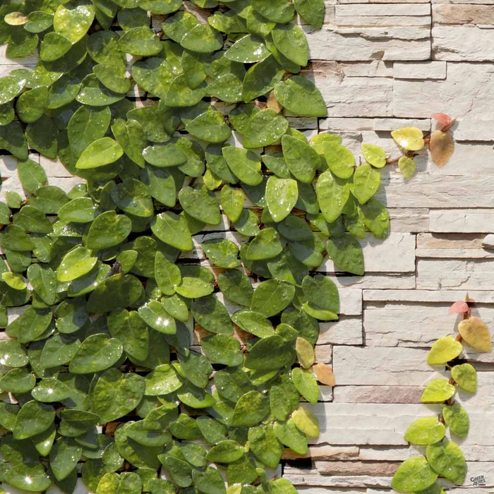 Creeping Fig Stake