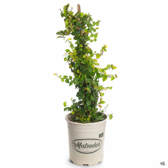Creeping Fig Stake