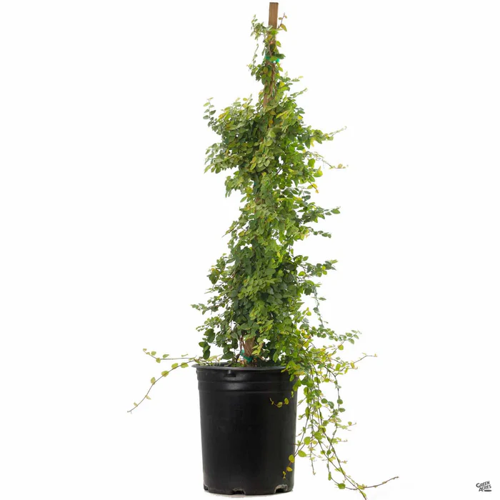 Creeping Fig Stake