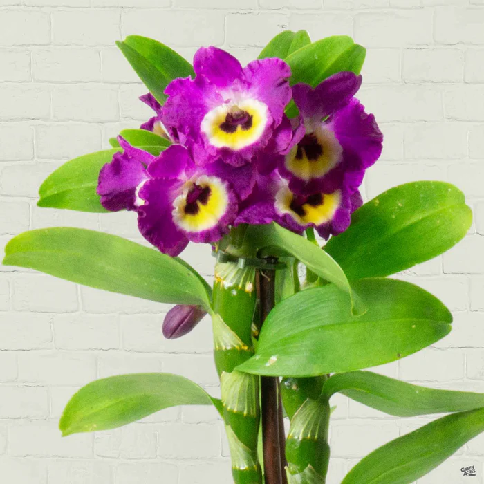 1132-orchid-dendrobium-1.webp Orchid Dendrobium