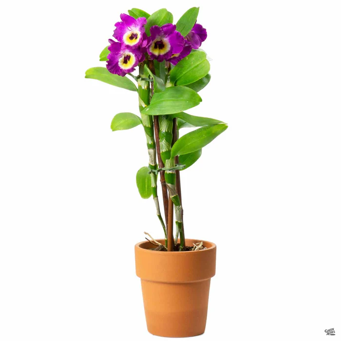 1132-orchid-dendrobium-2.webp Orchid Dendrobium