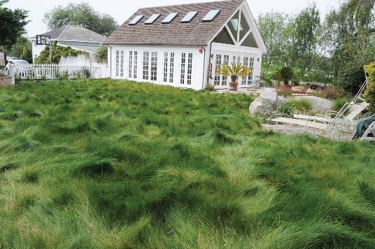 Native Mow Free