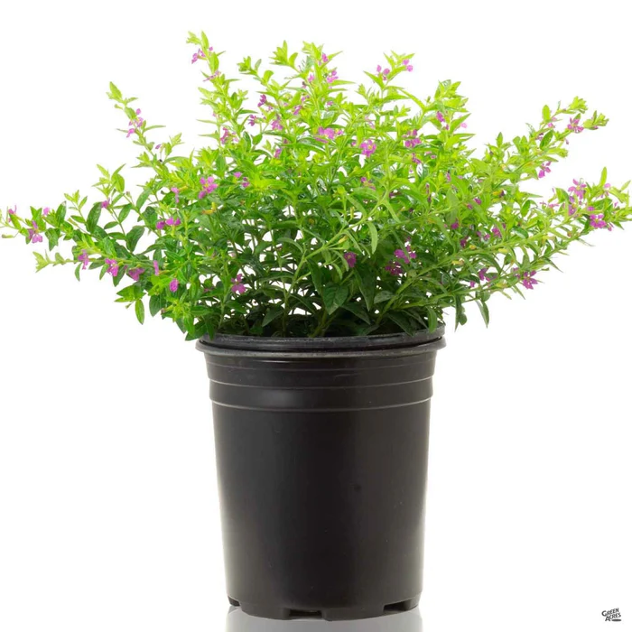 114-false-heather-2.webp False Heather
