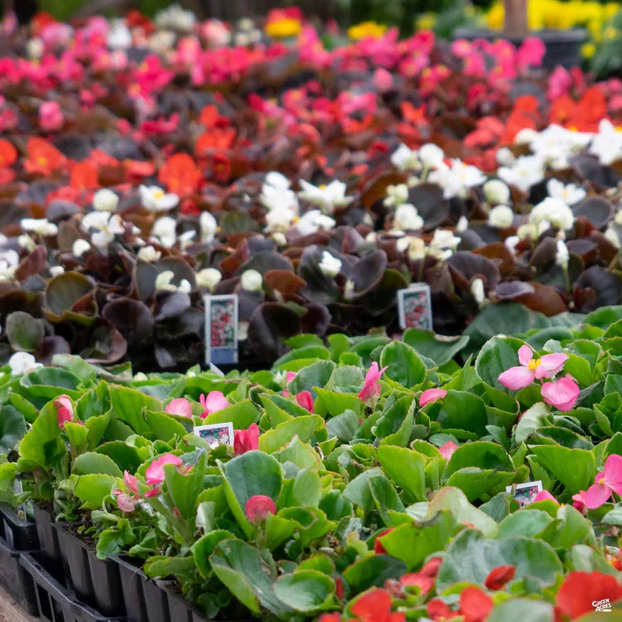 Begonia