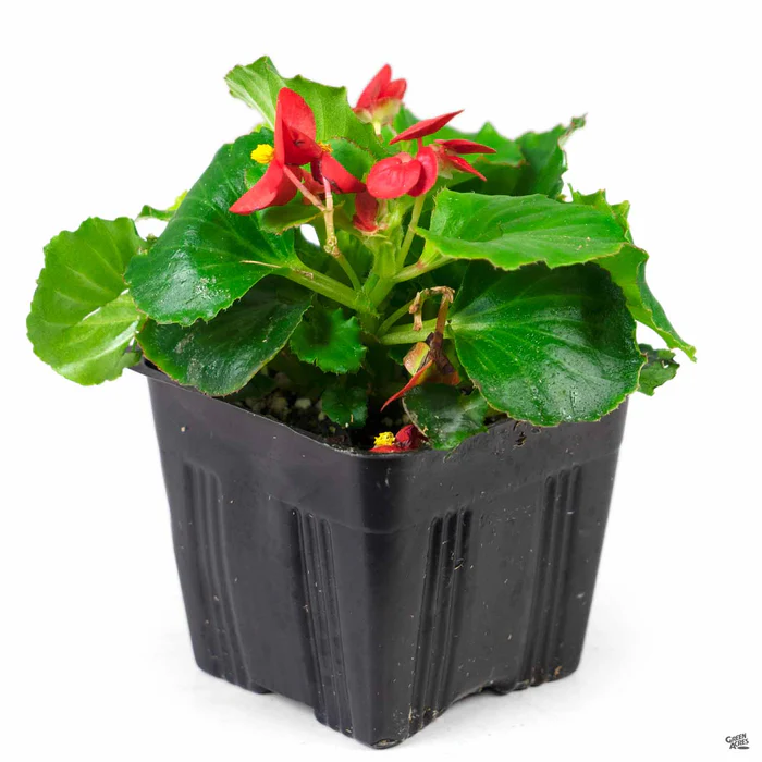 Begonia
