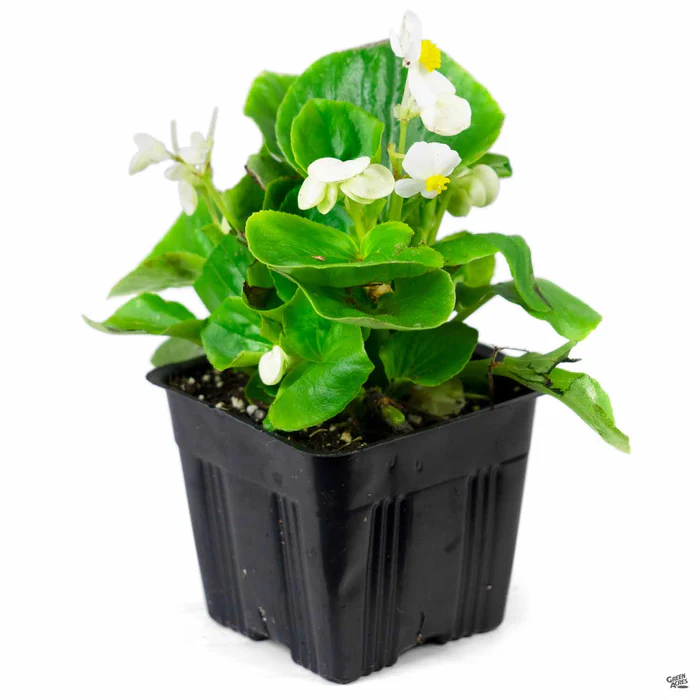 Begonia