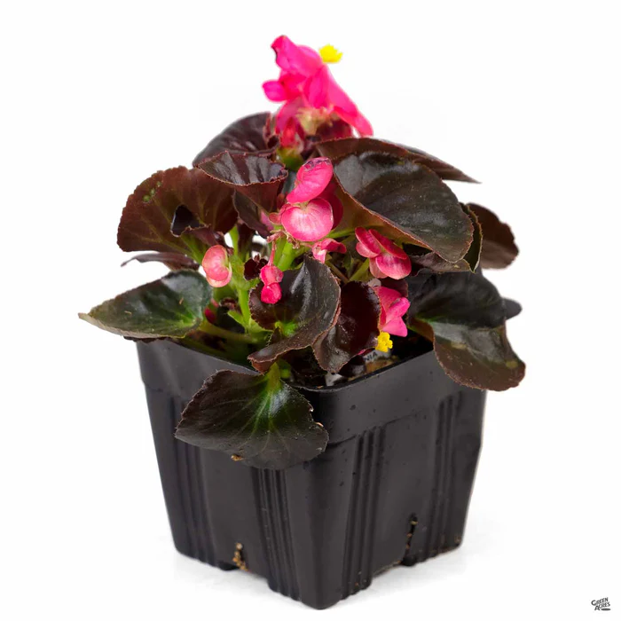 Begonia
