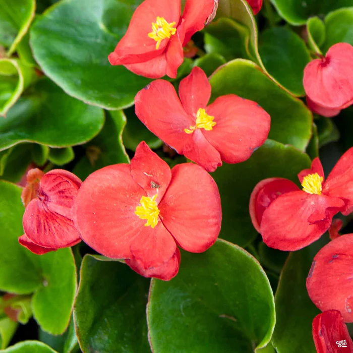 Begonia