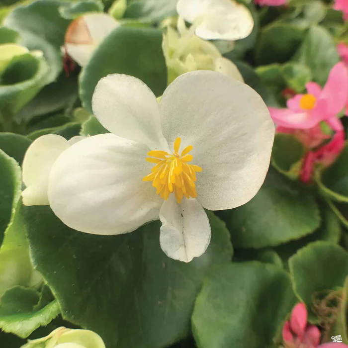 Begonia