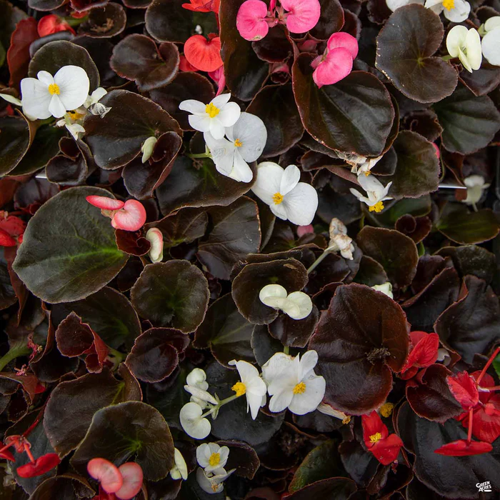 Begonia