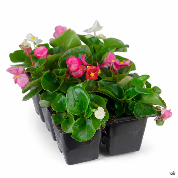 Begonia