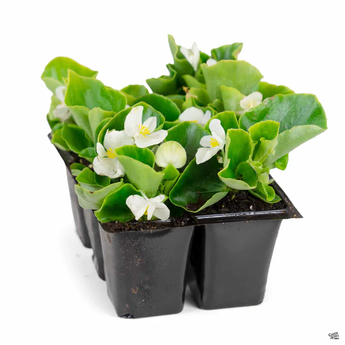 Begonia