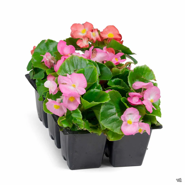 Begonia