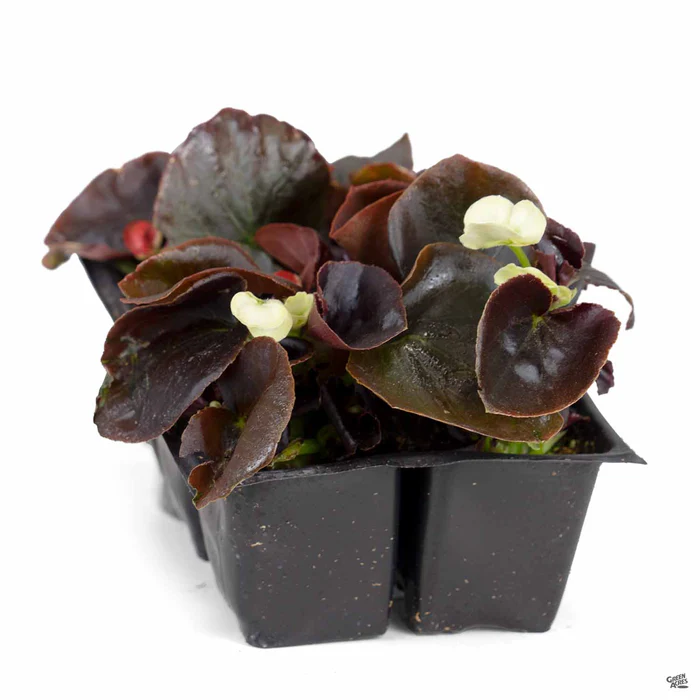 Begonia