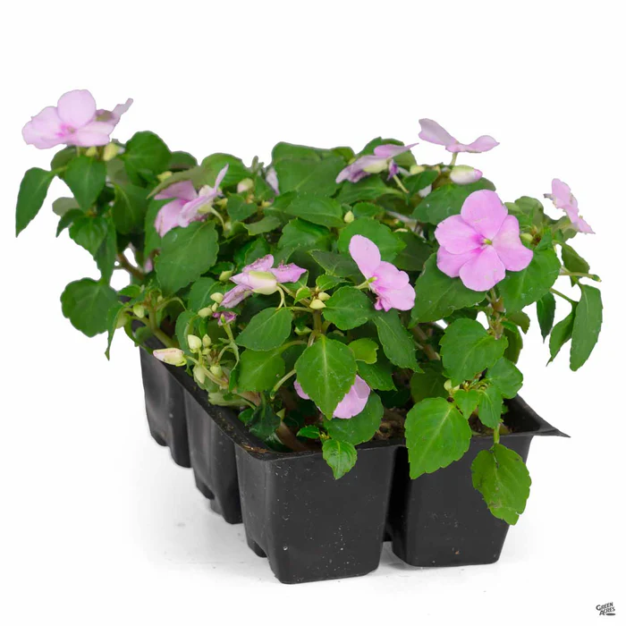 1147-impatiens-10.webp Impatiens