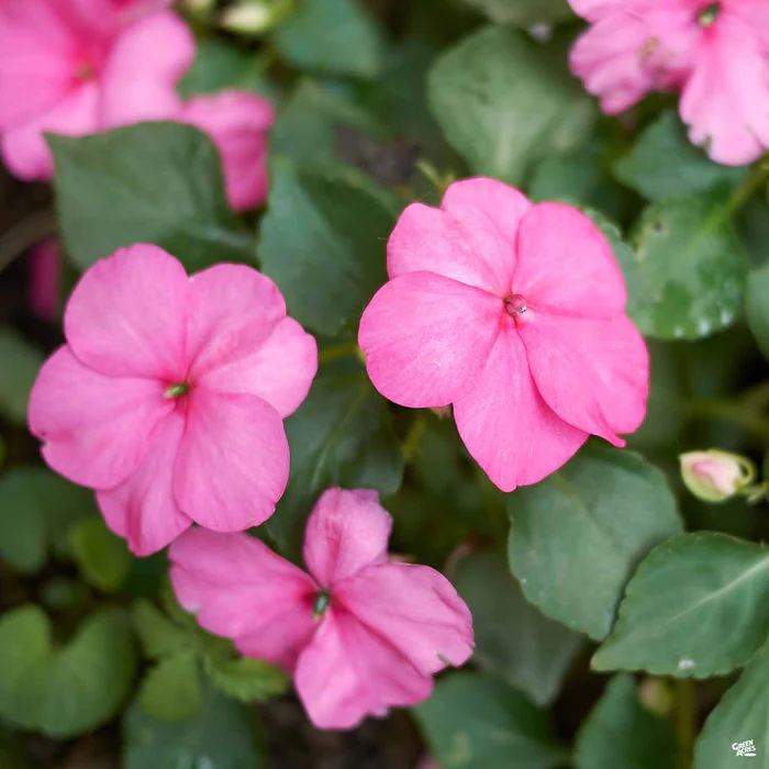1147-impatiens-2.webp Impatiens
