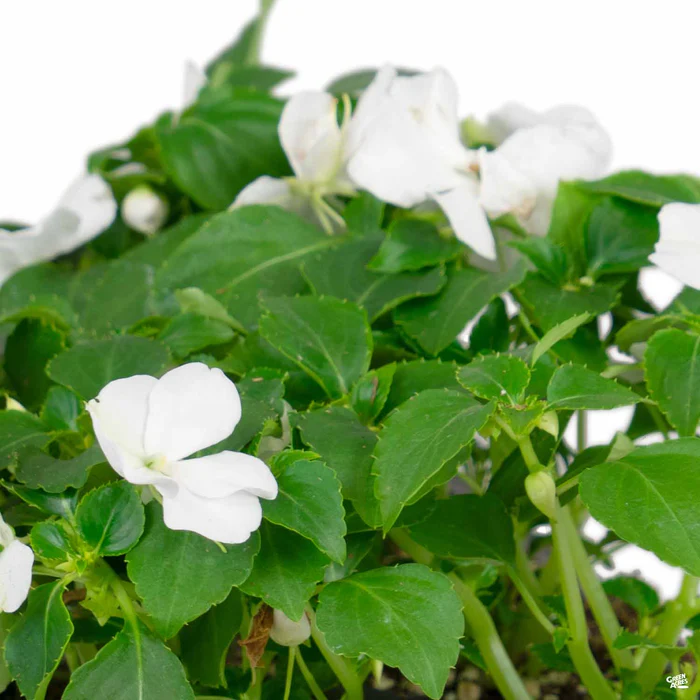 1147-impatiens-3.webp Impatiens