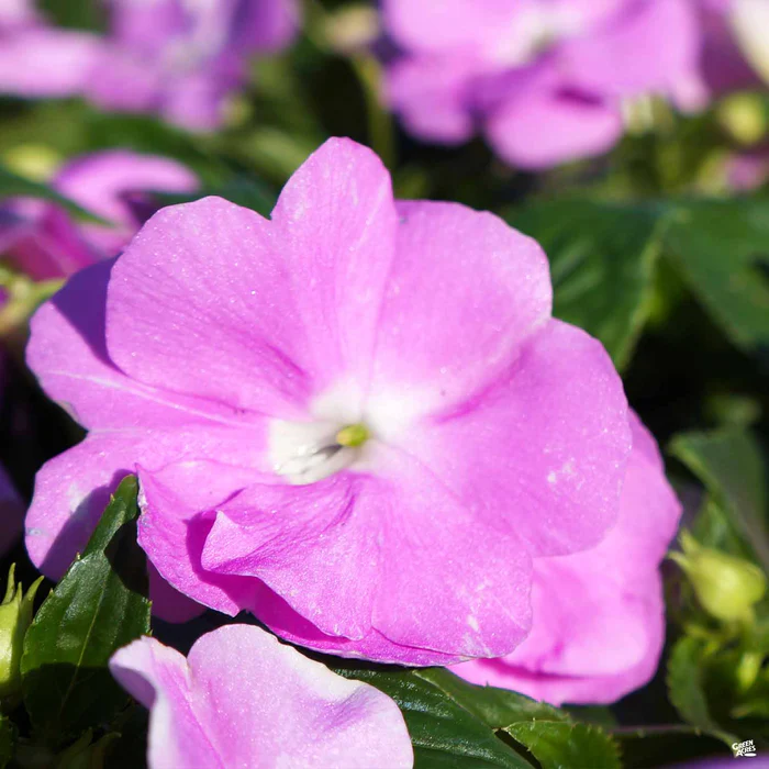 1147-impatiens-4.webp Impatiens