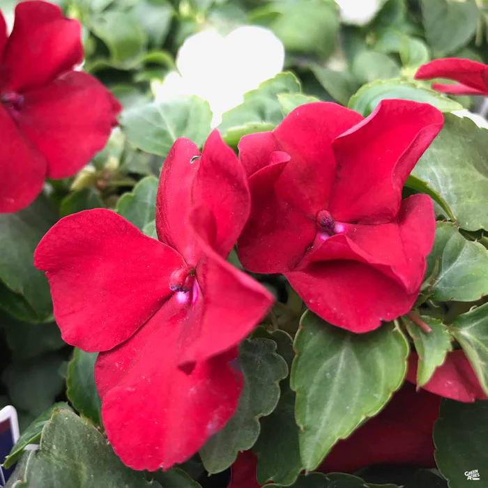 1147-impatiens-5.webp Impatiens