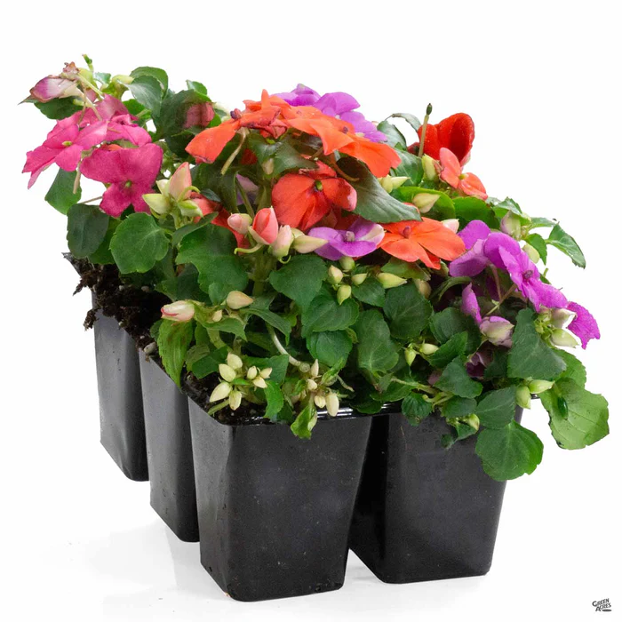 1147-impatiens-7.webp Impatiens