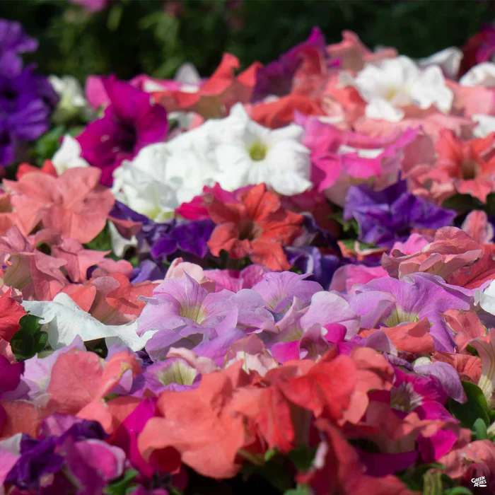 1155-petunia-1.webp Petunia