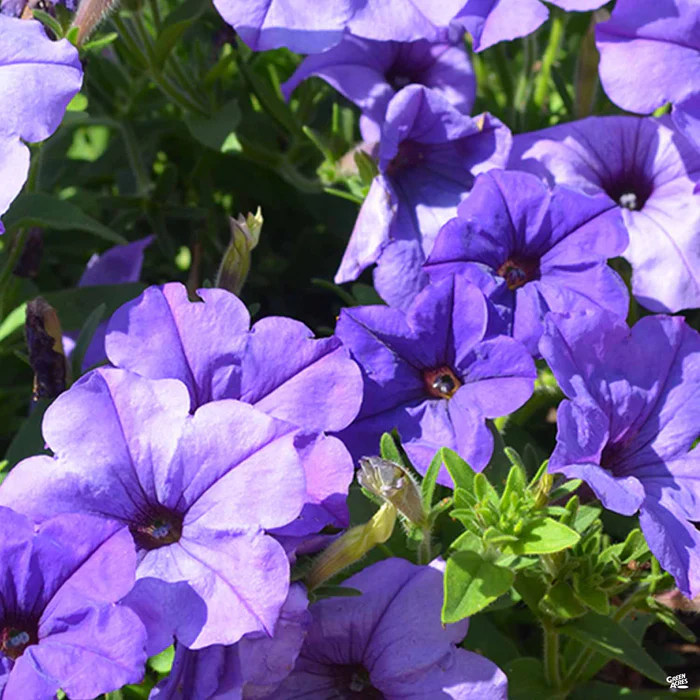 1155-petunia-10.webp Petunia