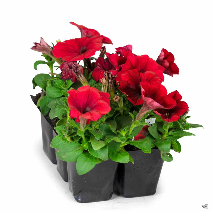 1155-petunia-11.webp Petunia