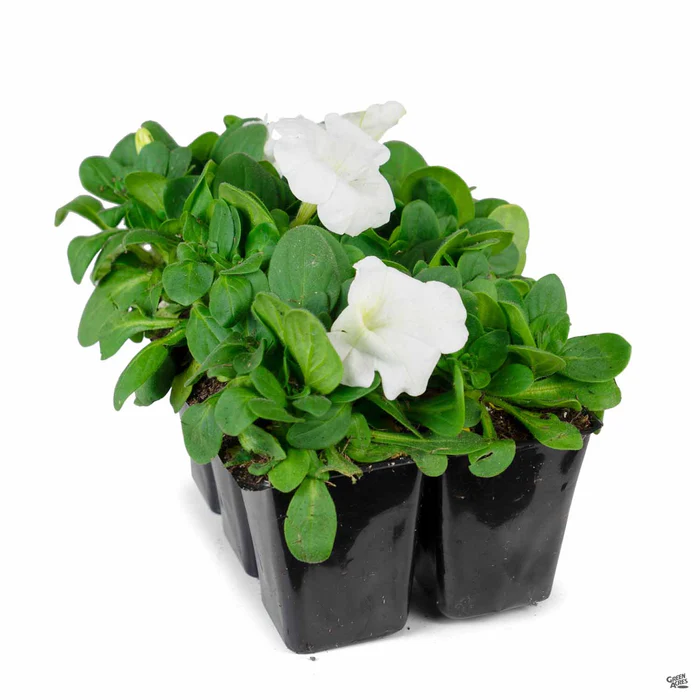 1155-petunia-12.webp Petunia