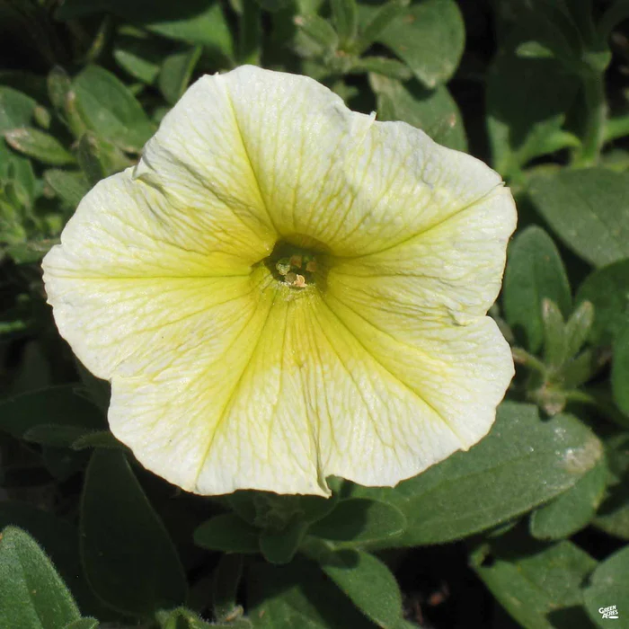 1155-petunia-13.webp Petunia