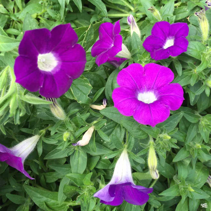 1155-petunia-14.webp Petunia