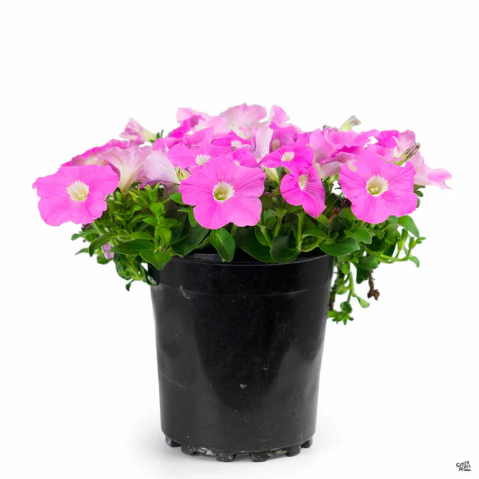 1155-petunia-15.webp Petunia