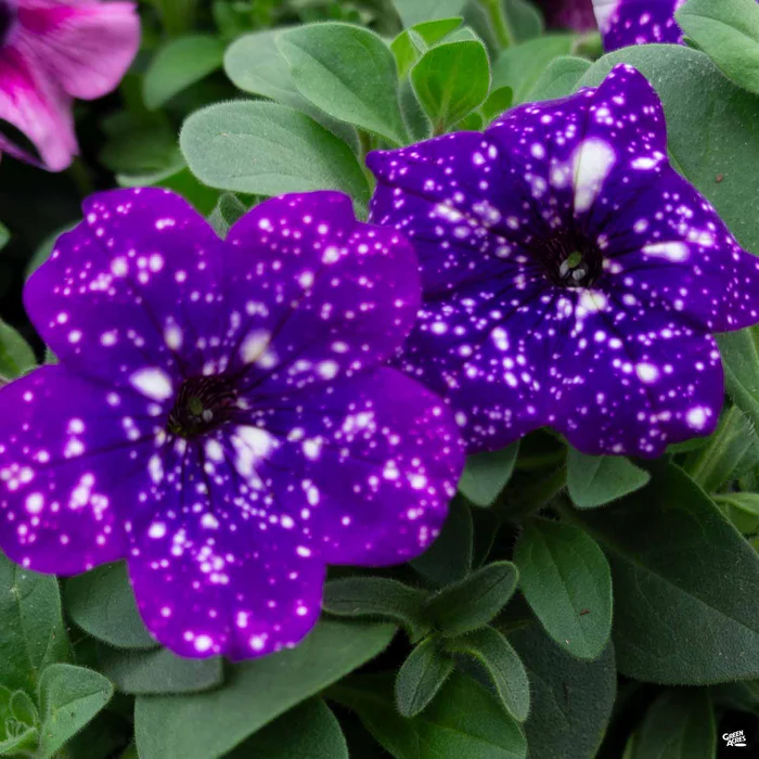 1155-petunia-2.webp Petunia