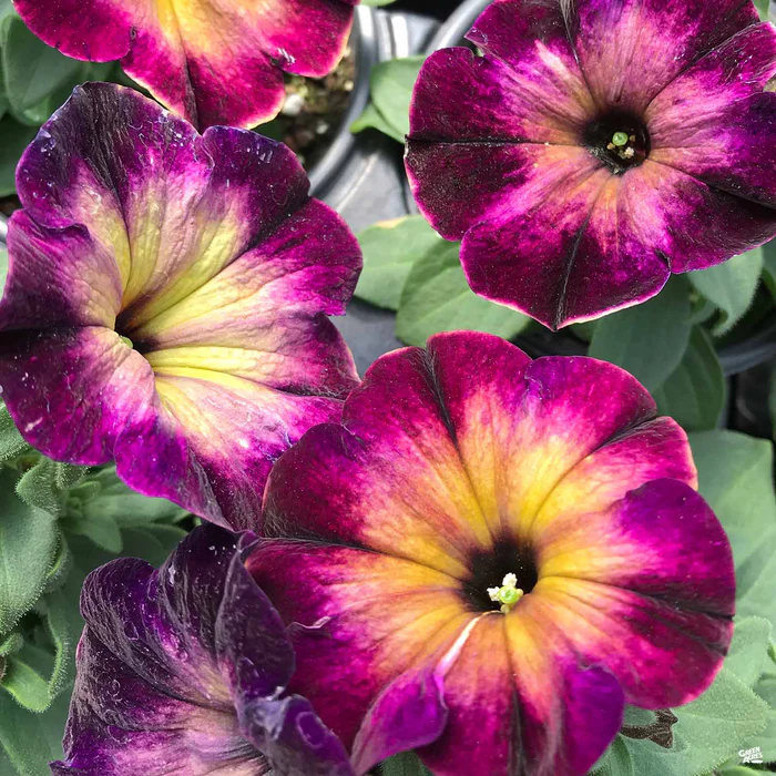 1155-petunia-5.webp Petunia