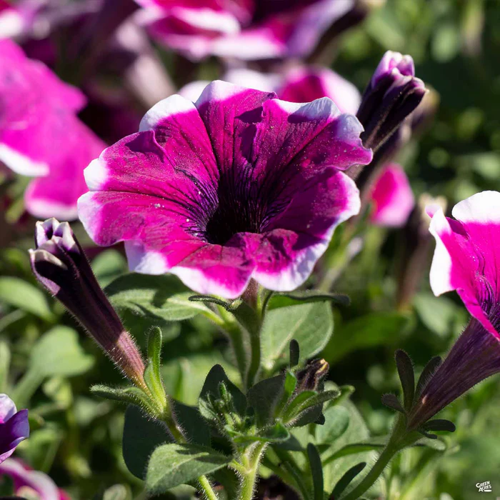 1155-petunia-6.webp Petunia