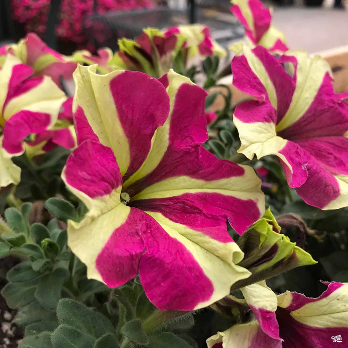 1155-petunia-7.webp Petunia