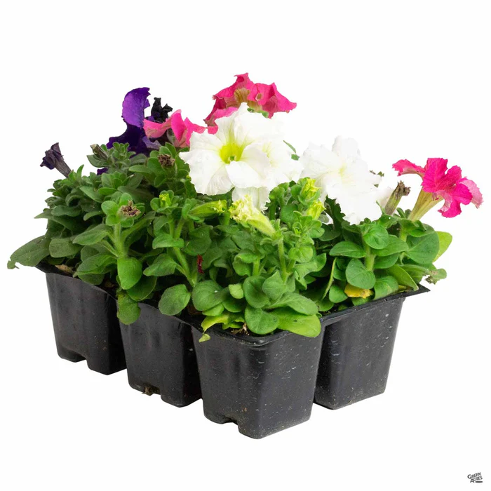1155-petunia-8.webp Petunia