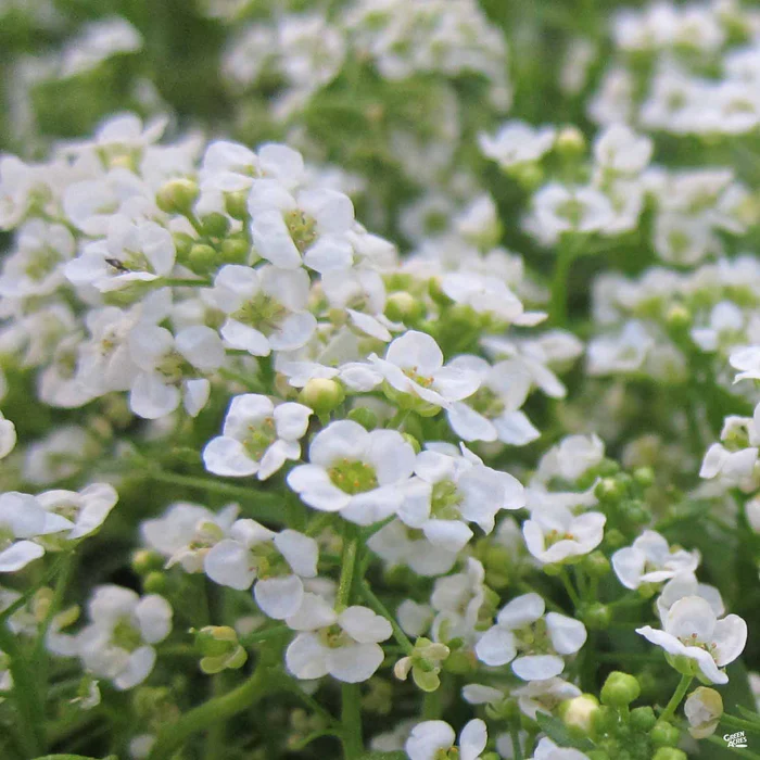 Alyssum