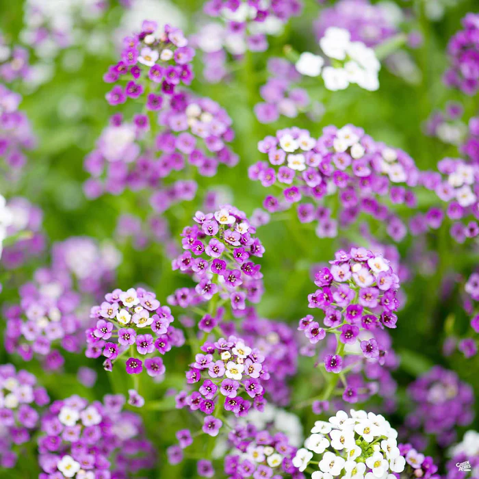 Alyssum