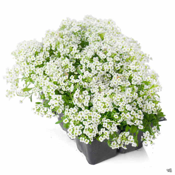 Alyssum