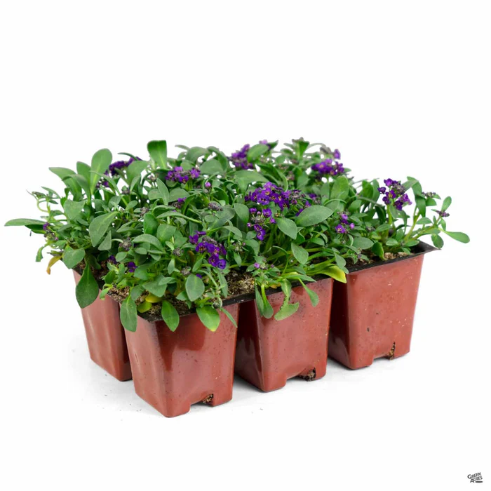 Alyssum