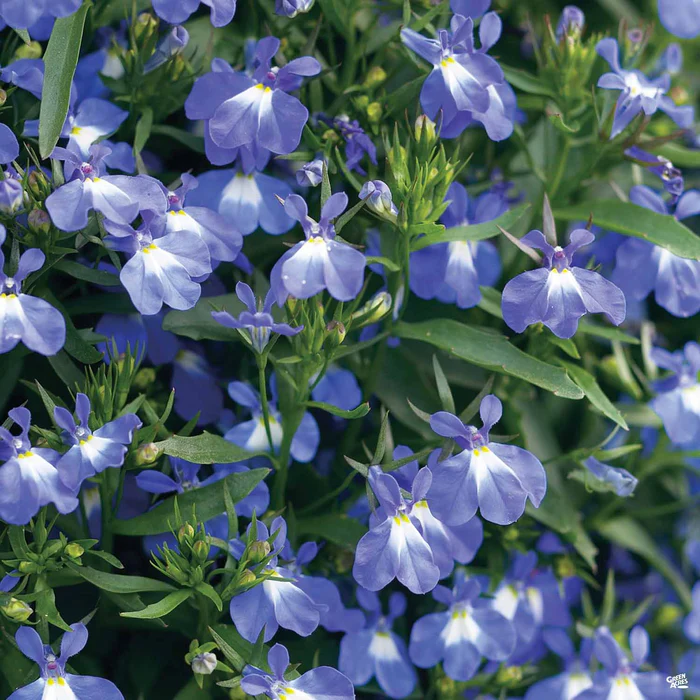 Lobelia