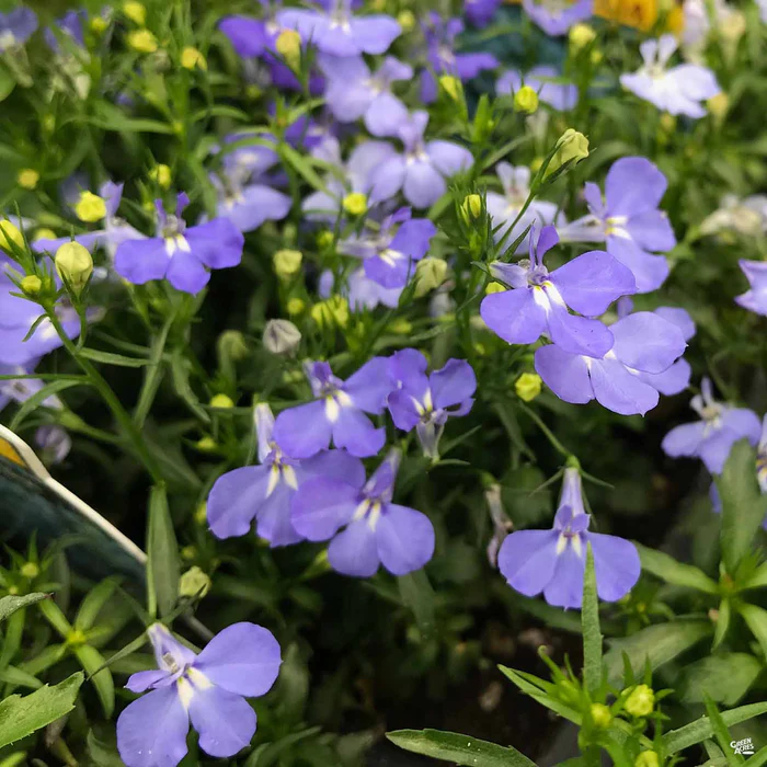 Lobelia
