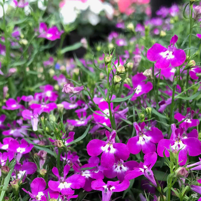 Lobelia