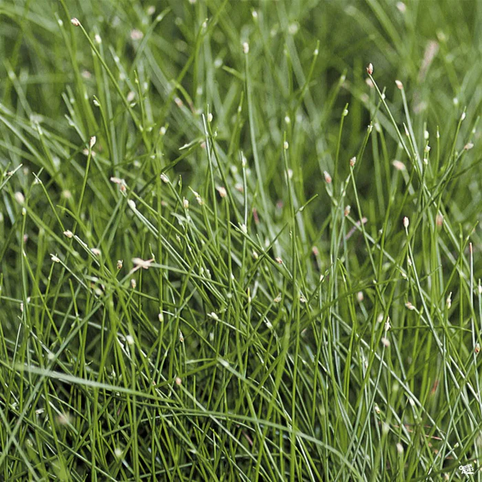 Fiber Optic Grass