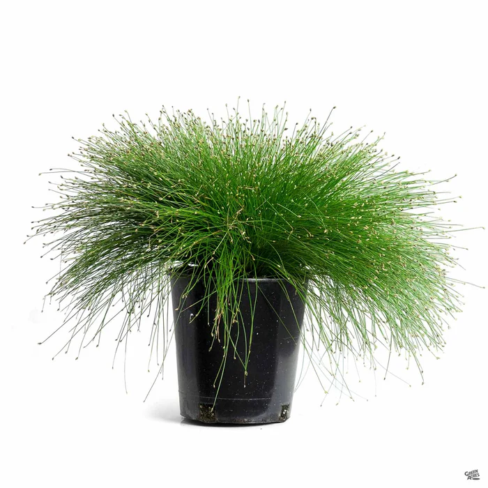 Fiber Optic Grass